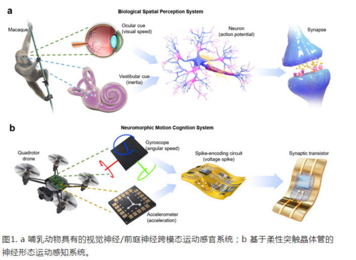 《自然通讯》刊登澳门第一娱乐娱城官网科研团队最近研究成果：利用人工突触器件实现大脑的感官功能